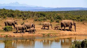 Curiosidades sobre a África do Sul